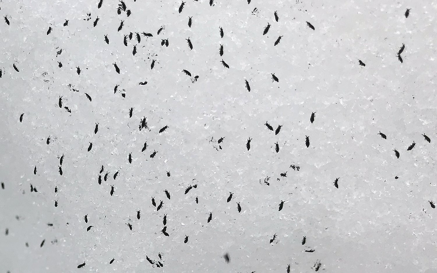 The season of snow fleas The Timberjay